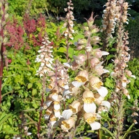 Digitalis trojana 